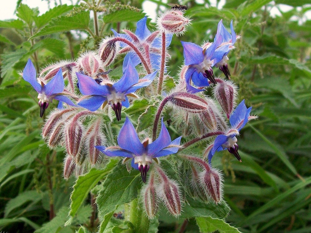 borage