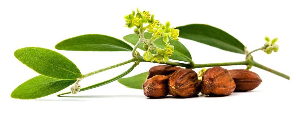 jojoba oil