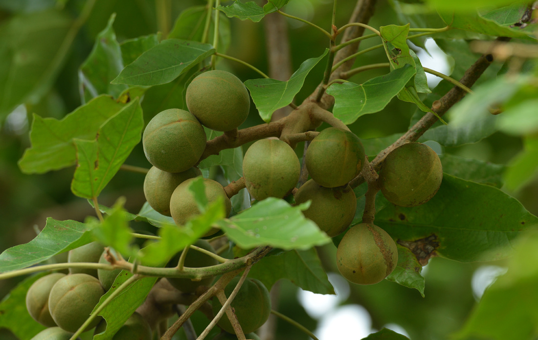 kukui nut