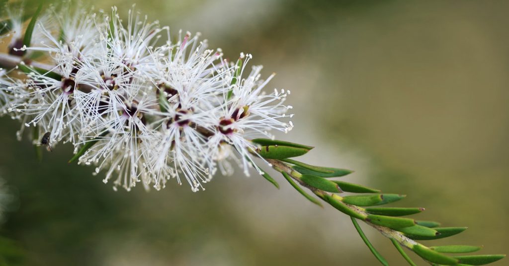 teatree oil